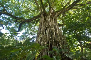 The taotaomona tree, a twisty strangler fig  in the forest (photo Jan S.)